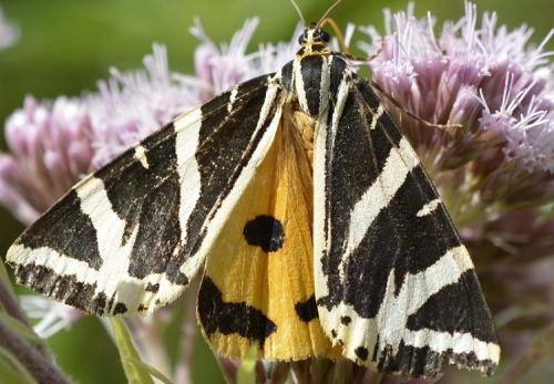 Euplagia quadripunctaria